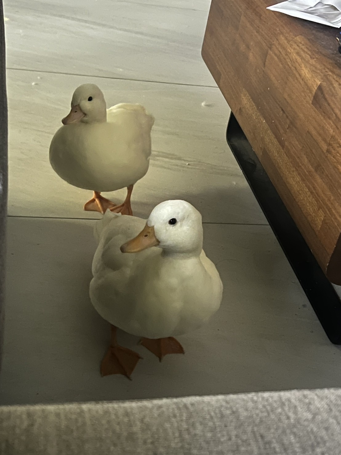 Ducks