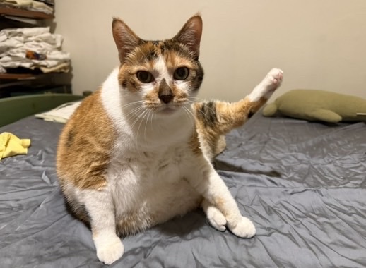 Fat Orange
