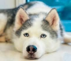 Husky